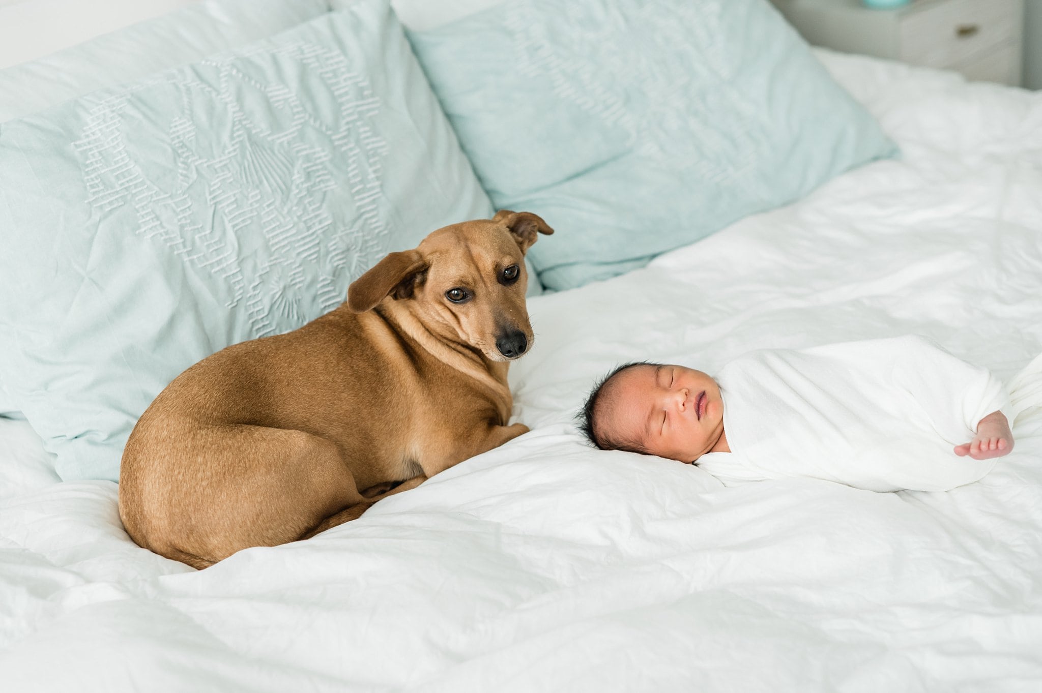 including pets in newborn photos